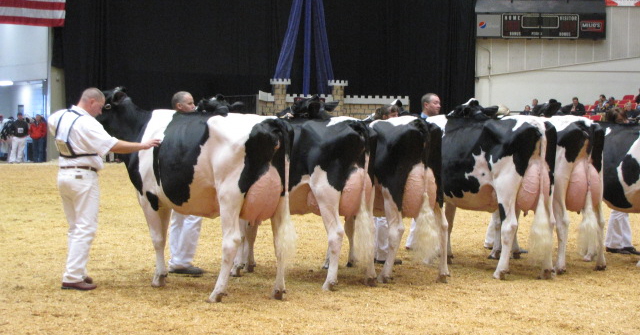 world dairy expo holstein show results